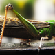 Illustration for article titled Are Insects the Future of Food?